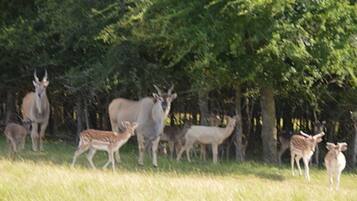 Áreas de la propiedad