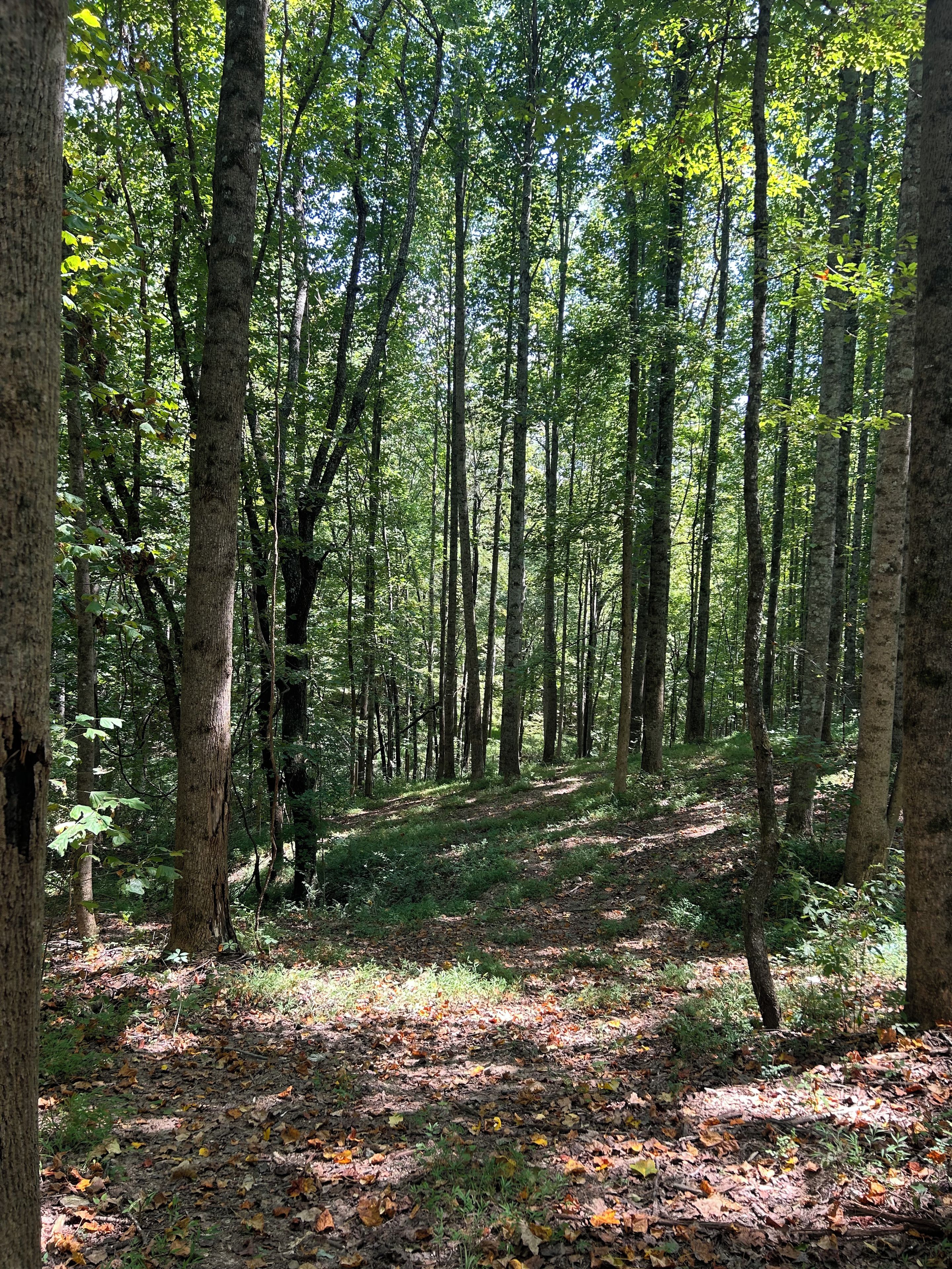 Uma área arborizada com árvores altas e uma trilha de terra.