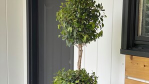 Un arbre en pot placé devant une porte ornée d’une plaque portant un numéro.