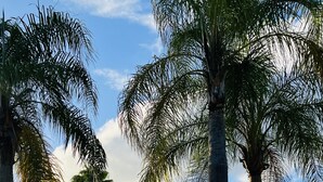 Un área pavimentada con palmeras y un edificio amarillo.