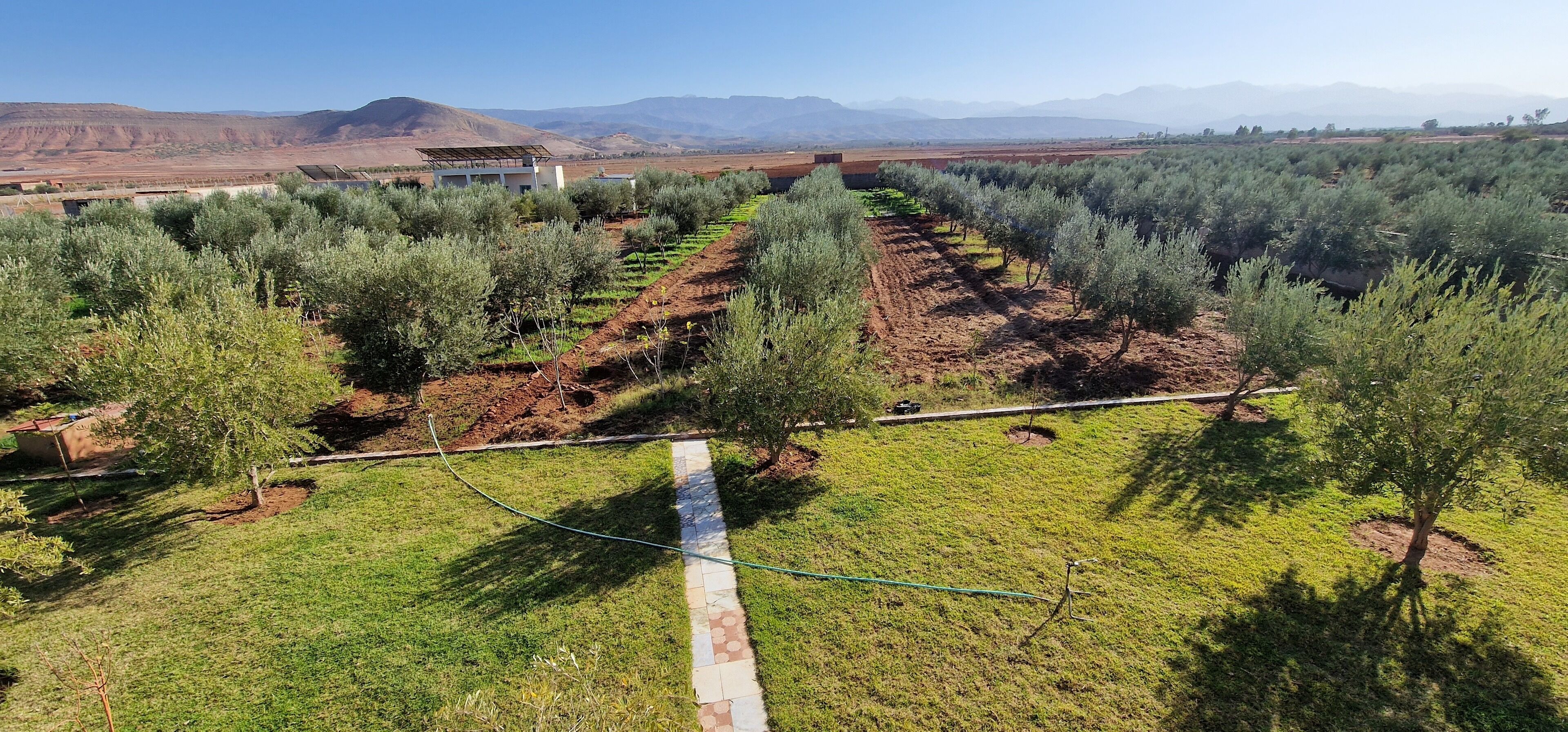 An olive grove with rows of trees and a building in the background.