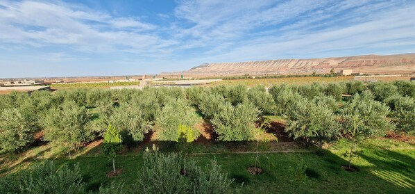 A vineyard with rows of olive trees and a distant mountain range.