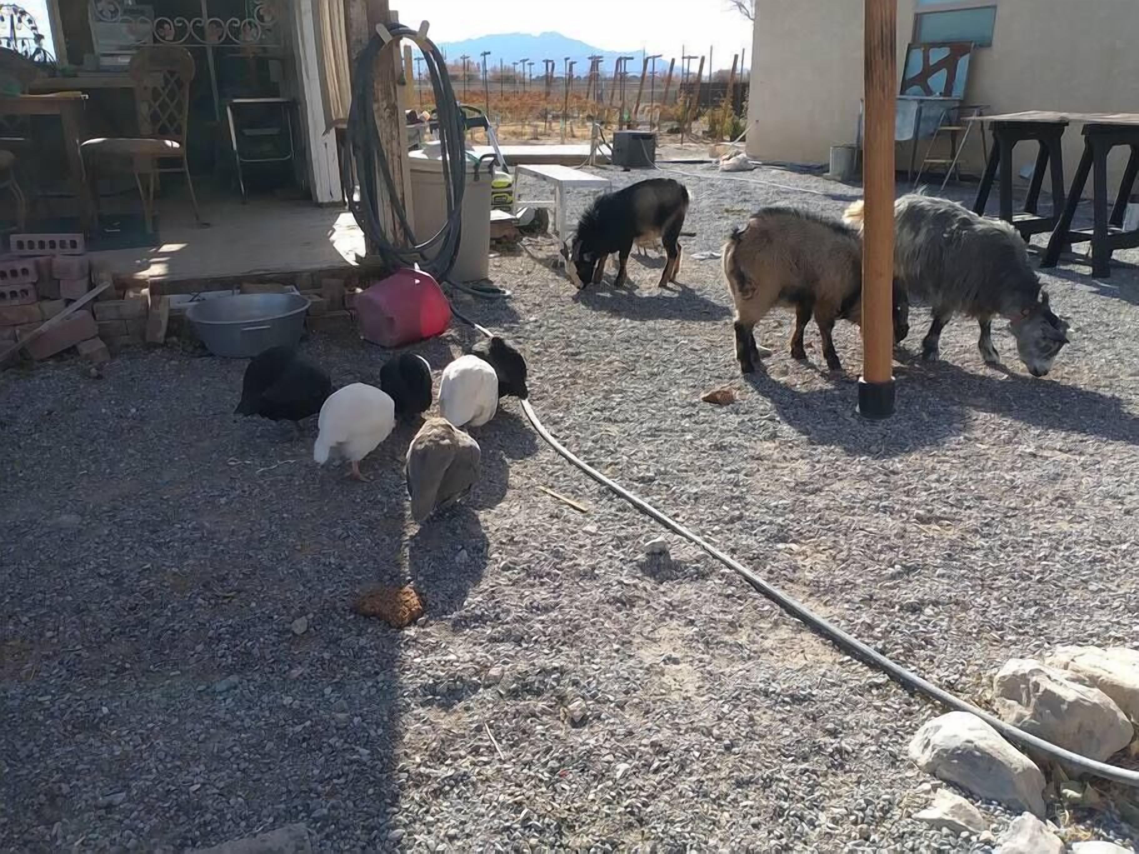 A courtyard with a gravel ground, a hose reel, and a few sheep grazing.