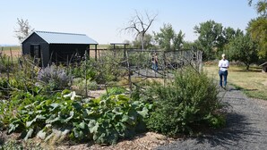 A rural landscape with a small shed, a fenced garden area, and a person walking on a gravel path. - Tent Platform 3 | Pond View Glamping Tent (Latah County)