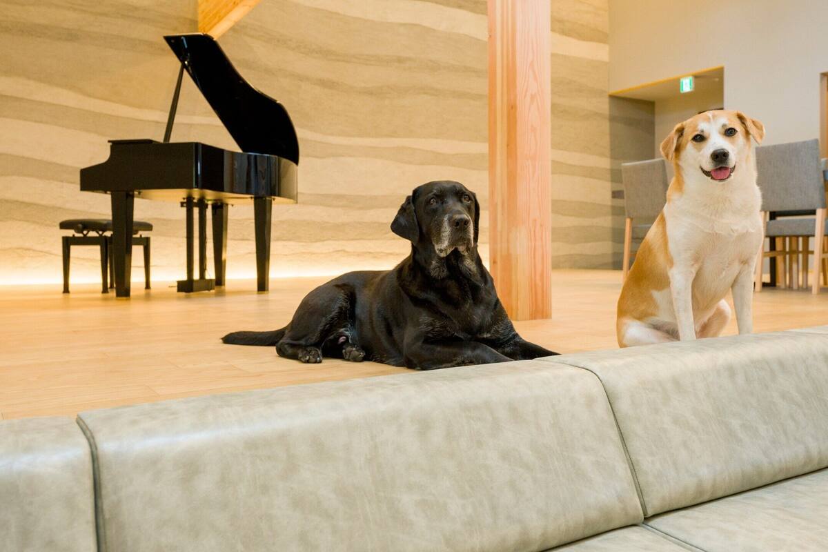 A black dog lying on a beige couch in a room with a grand piano and a dog sitting on the floor.