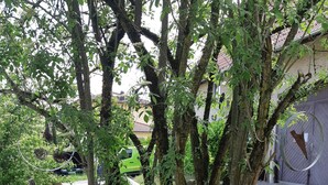 A wooden bench in a grassy area with trees and a building in the background. - Bauernhäusle - the house with a beautiful garden (Friedrichshafen)
