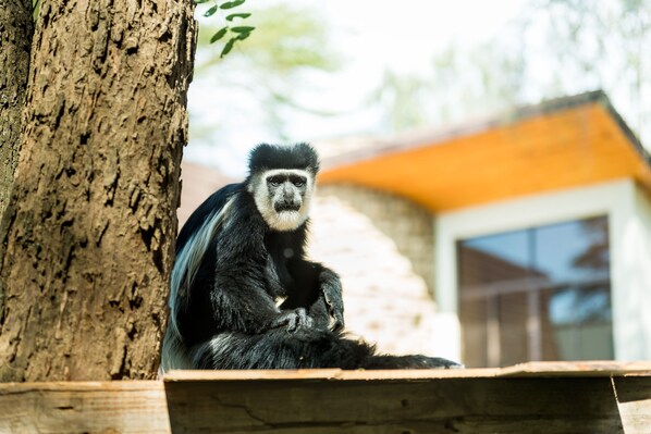 Un singe est assis sur une plateforme en bois, avec un arbre et un bâtiment en arrière-plan.