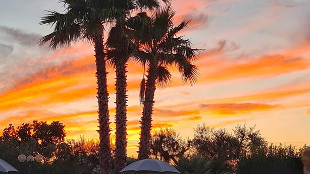 A swimming pool with lounge chairs and umbrellas, surrounded by palm trees and a sunset sky.