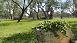 Un jardín con una gran maceta de piedra que contiene flores rosadas, rodeado de césped y árboles.