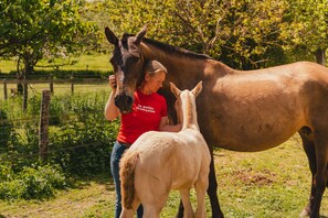 Una persona interagisce con un cavallo e un puledro in un'area esterna recintata, con vegetazione.