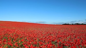 Ein Feld voller roter Mohnblumen unter blauem Himmel.