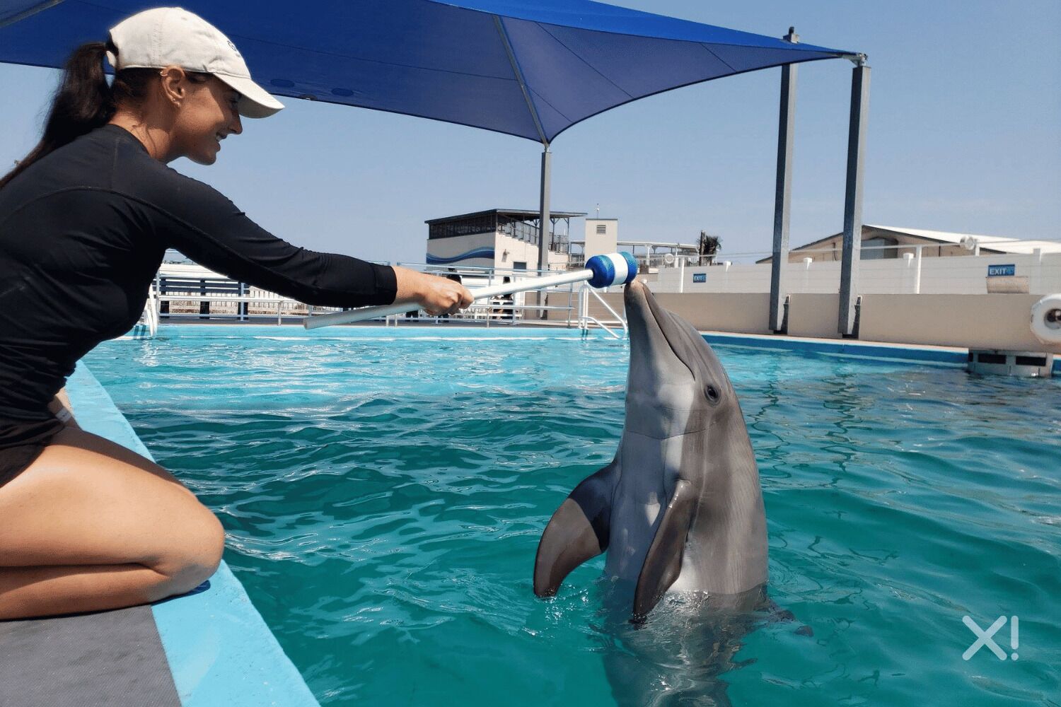 A dolphin interacting with a person in a pool area with a blue canopy overhead.