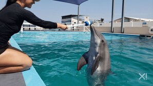 Un delfino interagisce con una persona in un’area piscina sotto una tettoia blu.