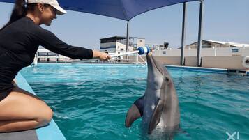 A dolphin interacting with a person in a pool area with a blue canopy overhead.