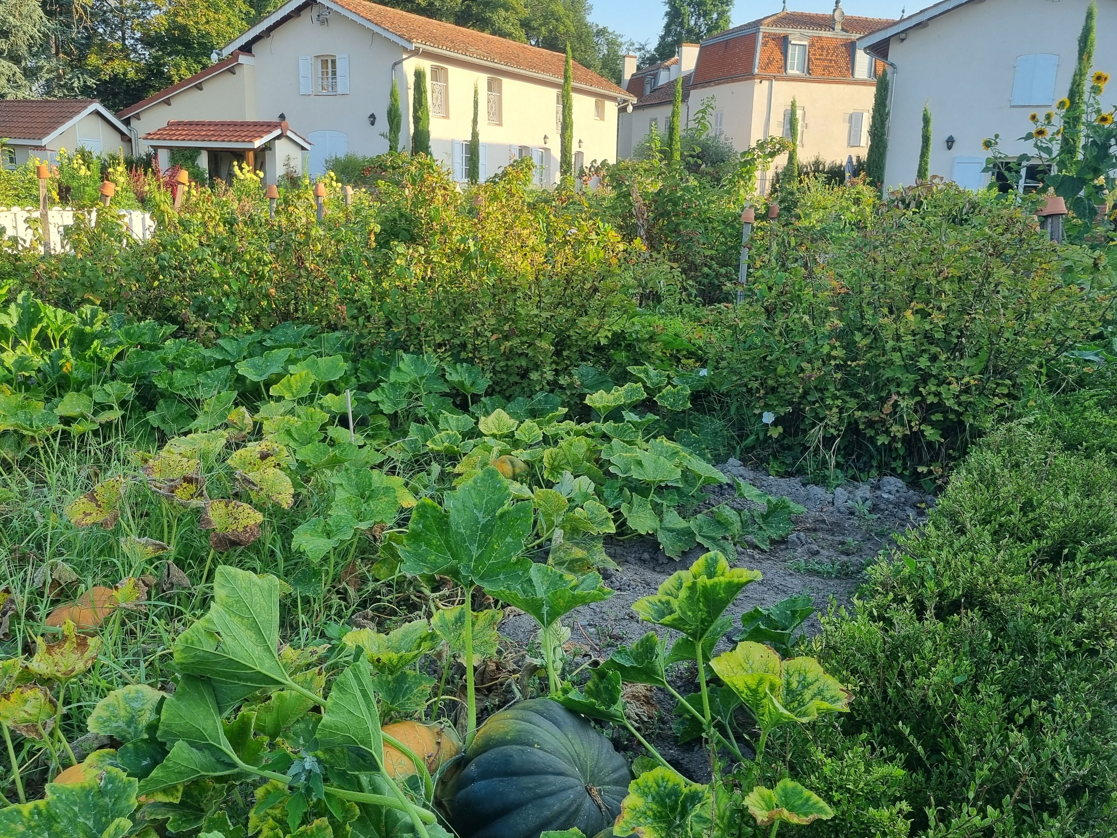 A garden with various plants and a pumpkin in the foreground.