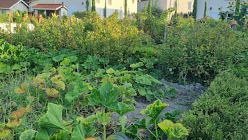 A garden with various plants and a pumpkin in the foreground.