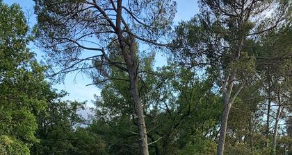 Un havre de paix Ă lâorĂ©e de la forĂȘt