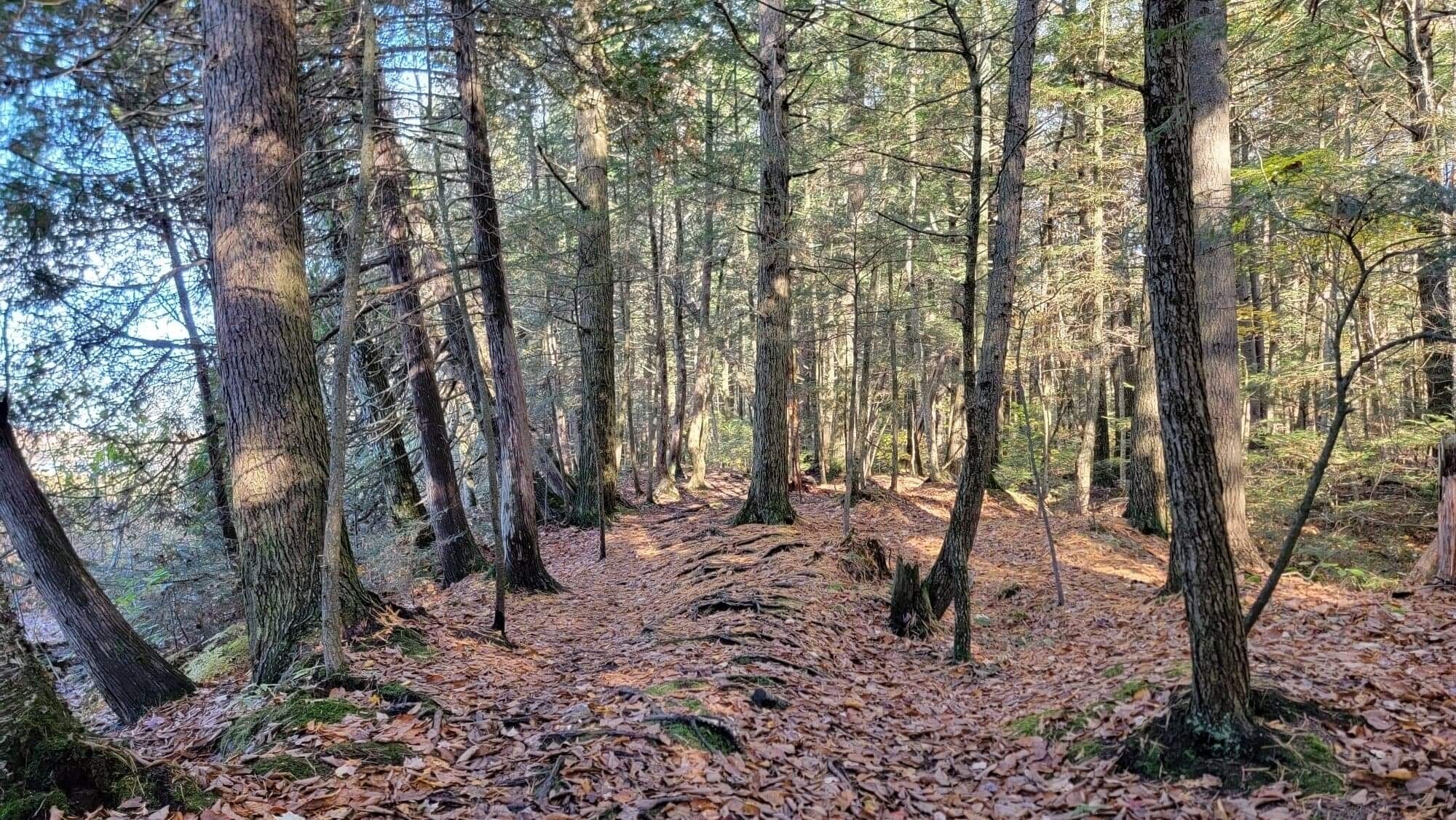 A forest with tall trees and a leaf-covered ground.