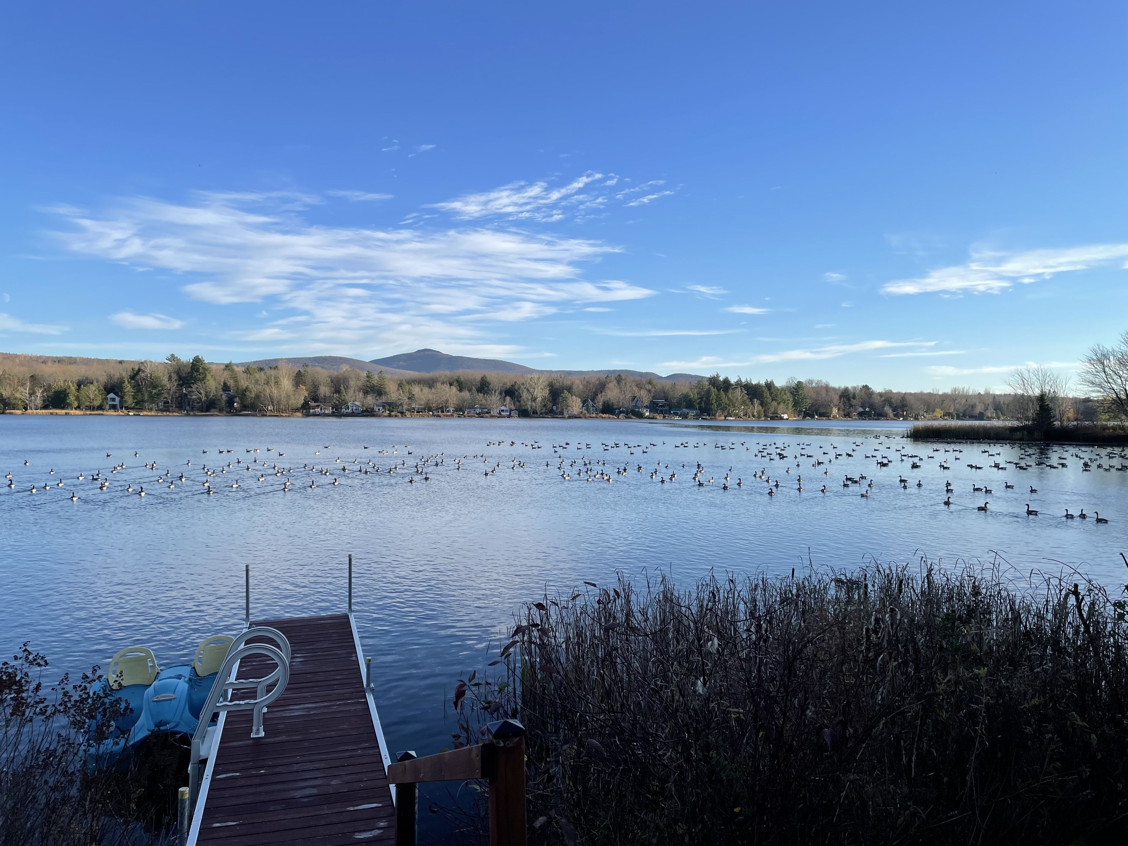 Eine Holzstege ragt in einen See, auf dem Enten schwimmen.