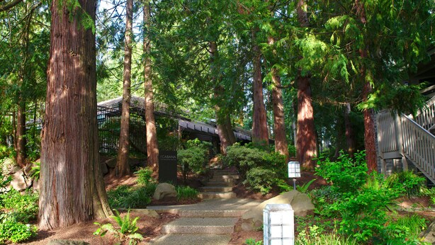 A stone pathway leading up to a traditional Japanese-style building surrounded by large trees and lush greenery. - Spacious condo in downtown Bellevue (Bellevue)
