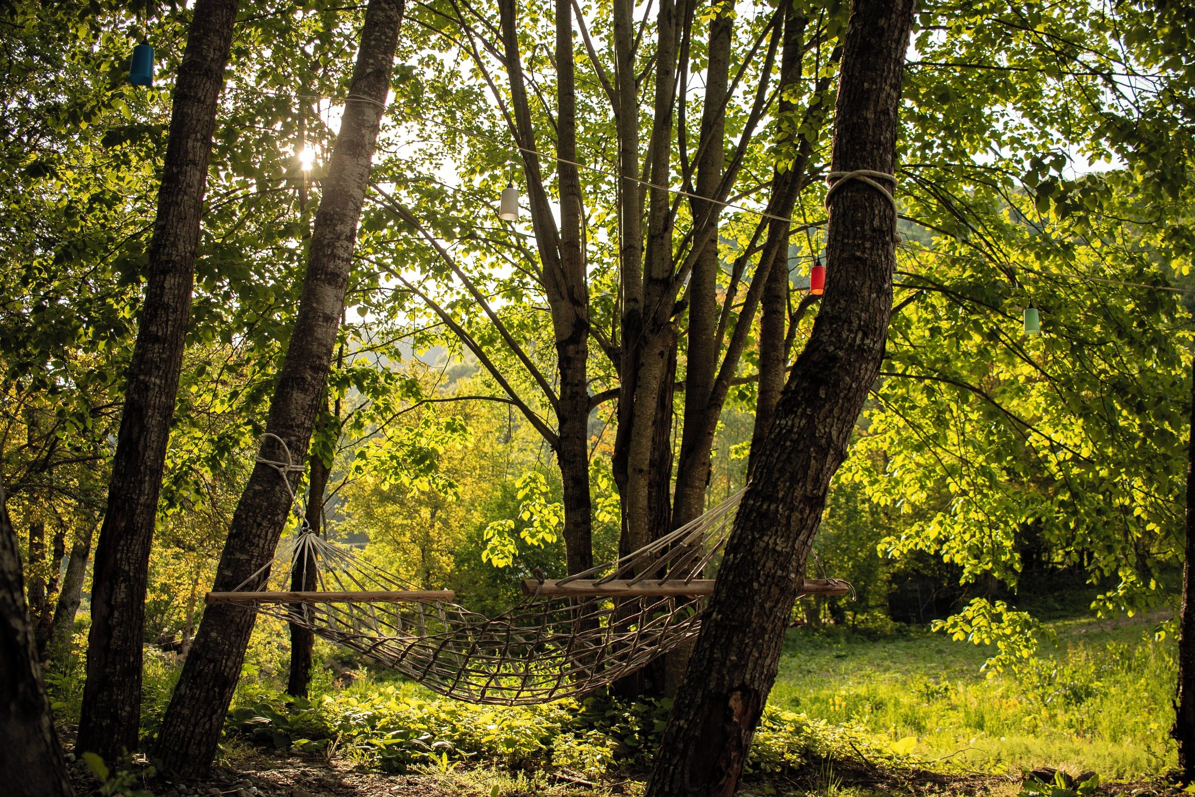 A hammock between trees in a forest.