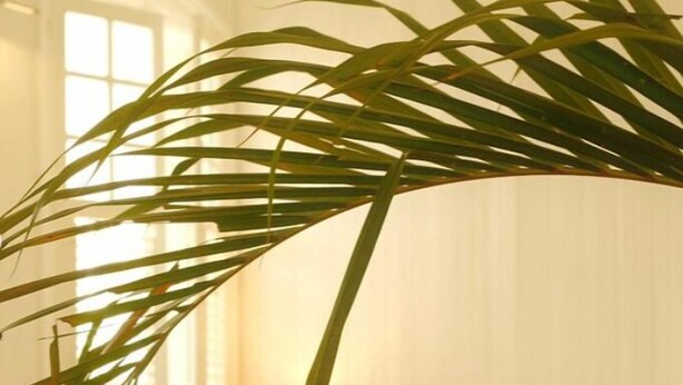 A room with a bed, a nightstand, and a large potted plant. - Maison Victoire (Pointe-à-Pitre)