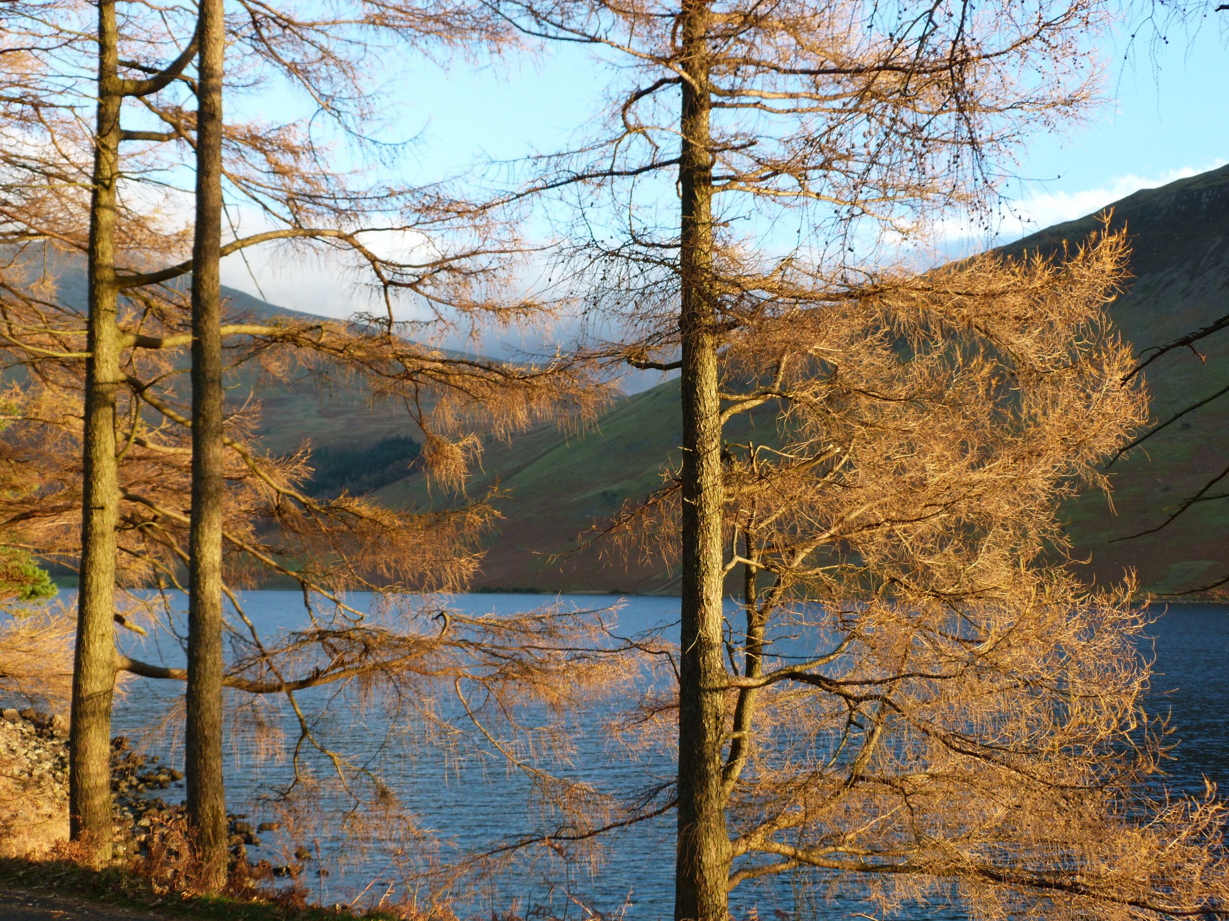 Paesaggio naturale con alberi e un corso d'acqua.