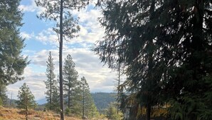 A forested area with a gravel path leading to a cabin.