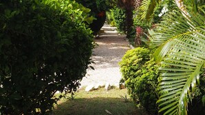 Un sentiero immerso nel verde rigoglioso e palme.