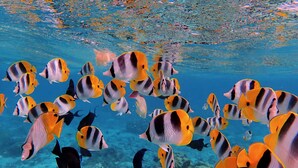 A group of fish swimming in clear blue water. - FARE VAVAE (Raiatea)
