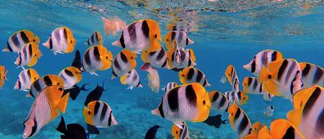 A group of fish swimming in clear blue water.