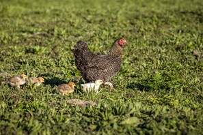 Billede uden beskrivelse, 4 af 12, knap