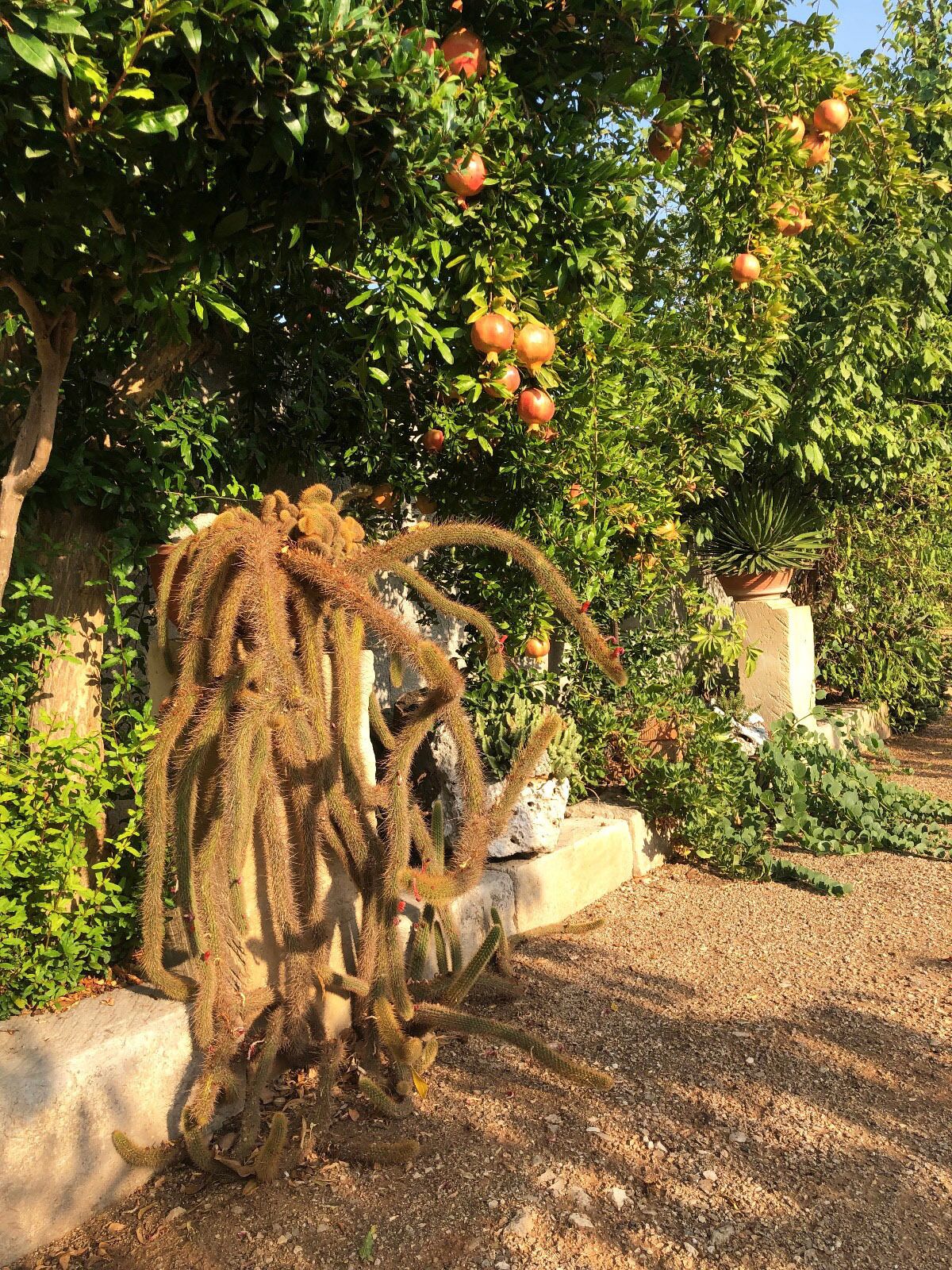 A cactus garden with pomegranate trees and a large cactus in the foreground.