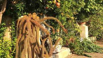 A cactus garden with pomegranate trees and a large cactus in the foreground.