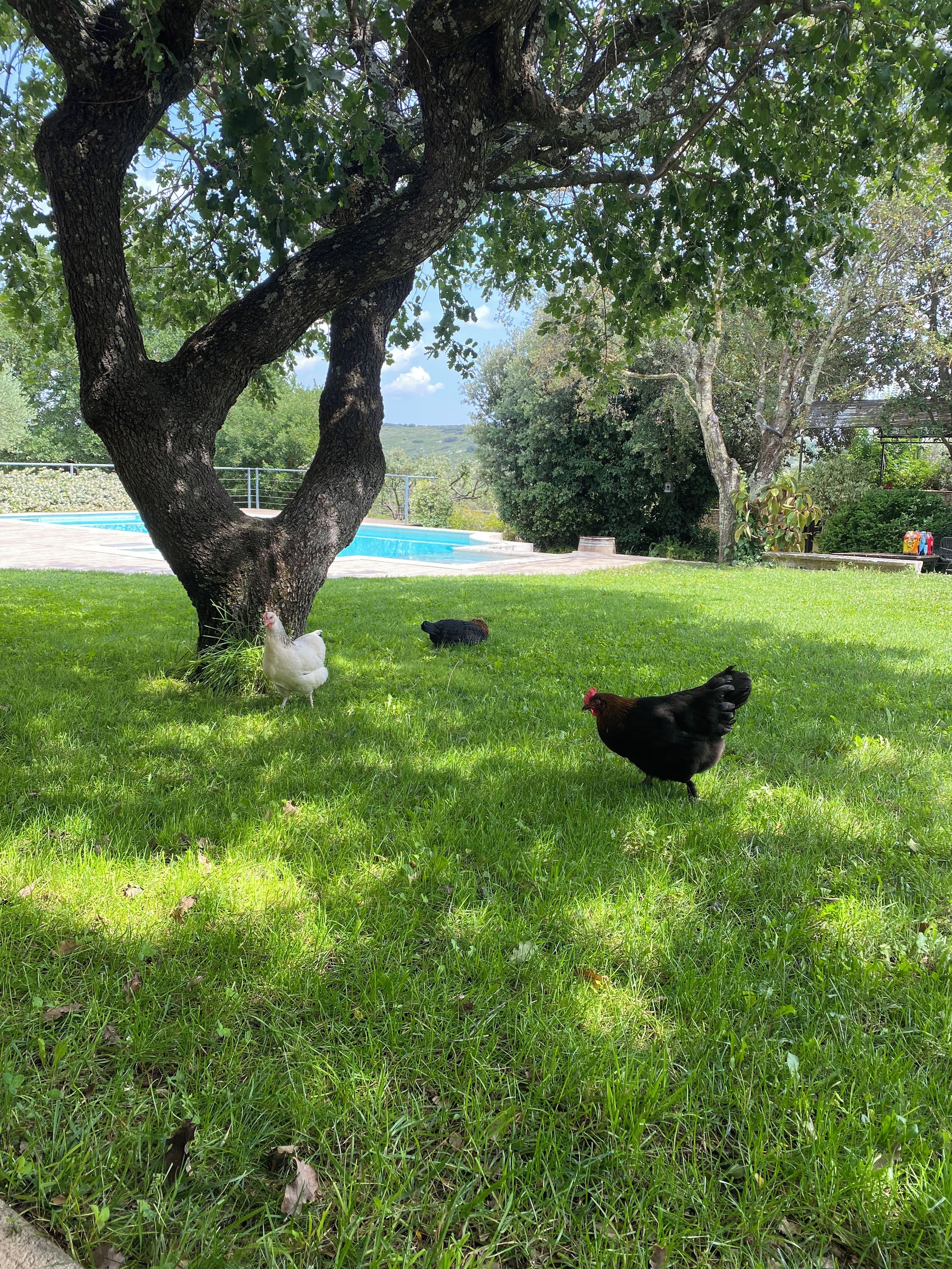 A grassy area with a large tree, a swimming pool, and a few chickens.