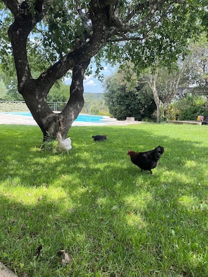A grassy area with a large tree, a swimming pool, and a few chickens.