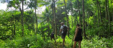 Un grupo de excursionistas caminando por un bosque denso y verde, con árboles altos y abundante vegetación.