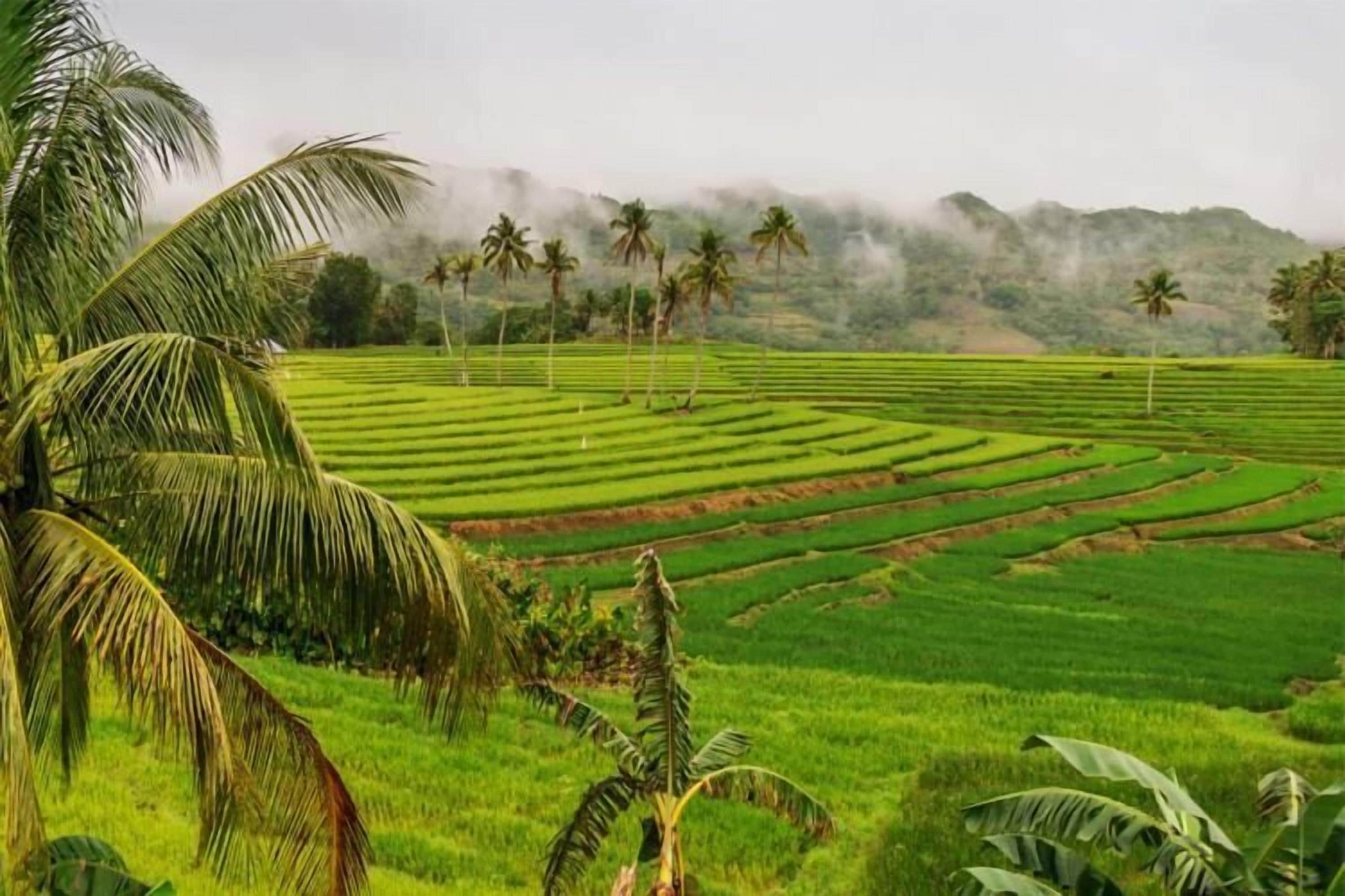 Terraced rice fields with palm trees and a misty mountain backdrop.