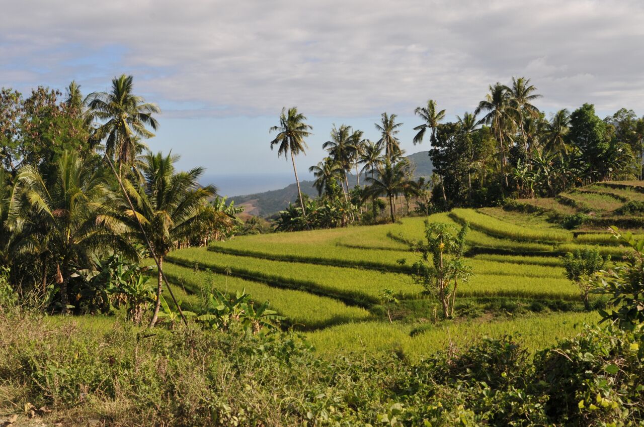 Campos de arroz en terrazas con palmeras y vista al océano.