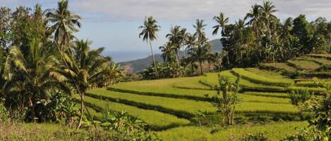 Campos de arroz en terrazas con palmeras y vista al océano.