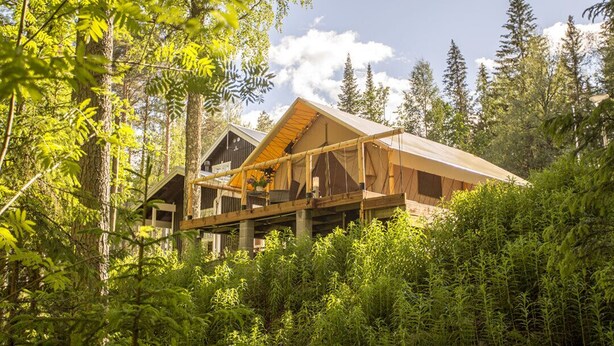 Une cabane à la structure en bois, entourée d’une forêt dense.