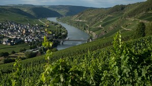 Un paysage de vignoble avec une rivière, un pont et une ville située dans la vallée.