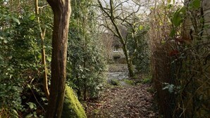 A narrow forest path leading to a stone house. - Beautiful Thatched Cottage in Heart of Dartmoor (Newton Abbot)