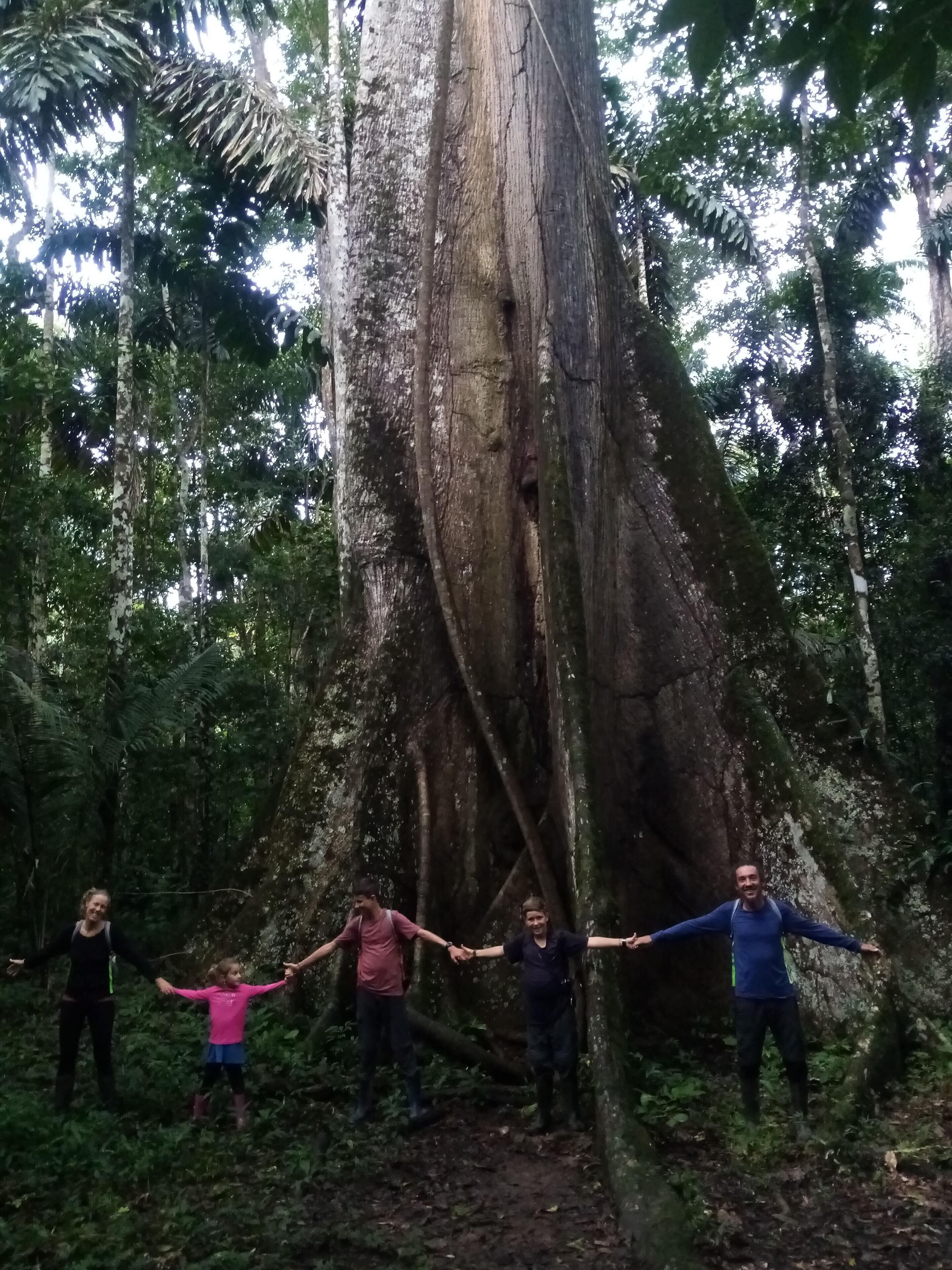 A group of people holding hands around a large tree in a forest.