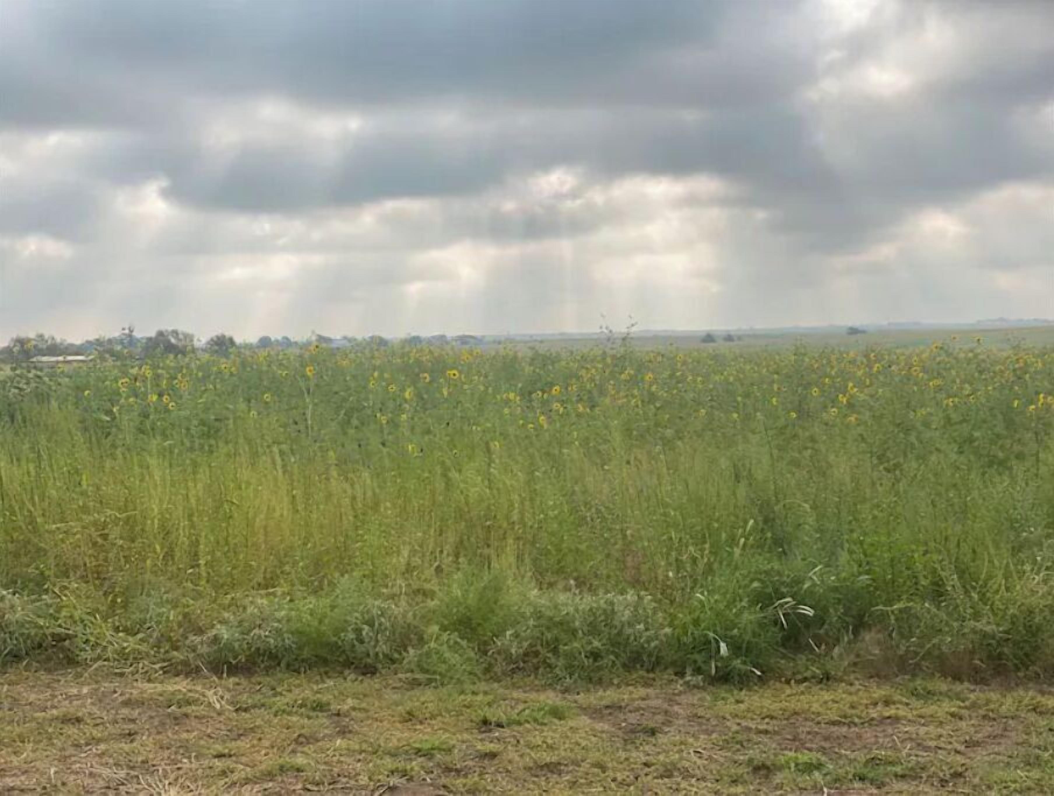 A field of tall grass and yellow flowers under a cloudy sky.