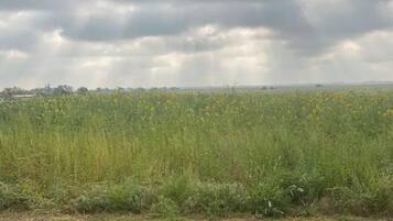 A field of tall grass and yellow flowers under a cloudy sky.
