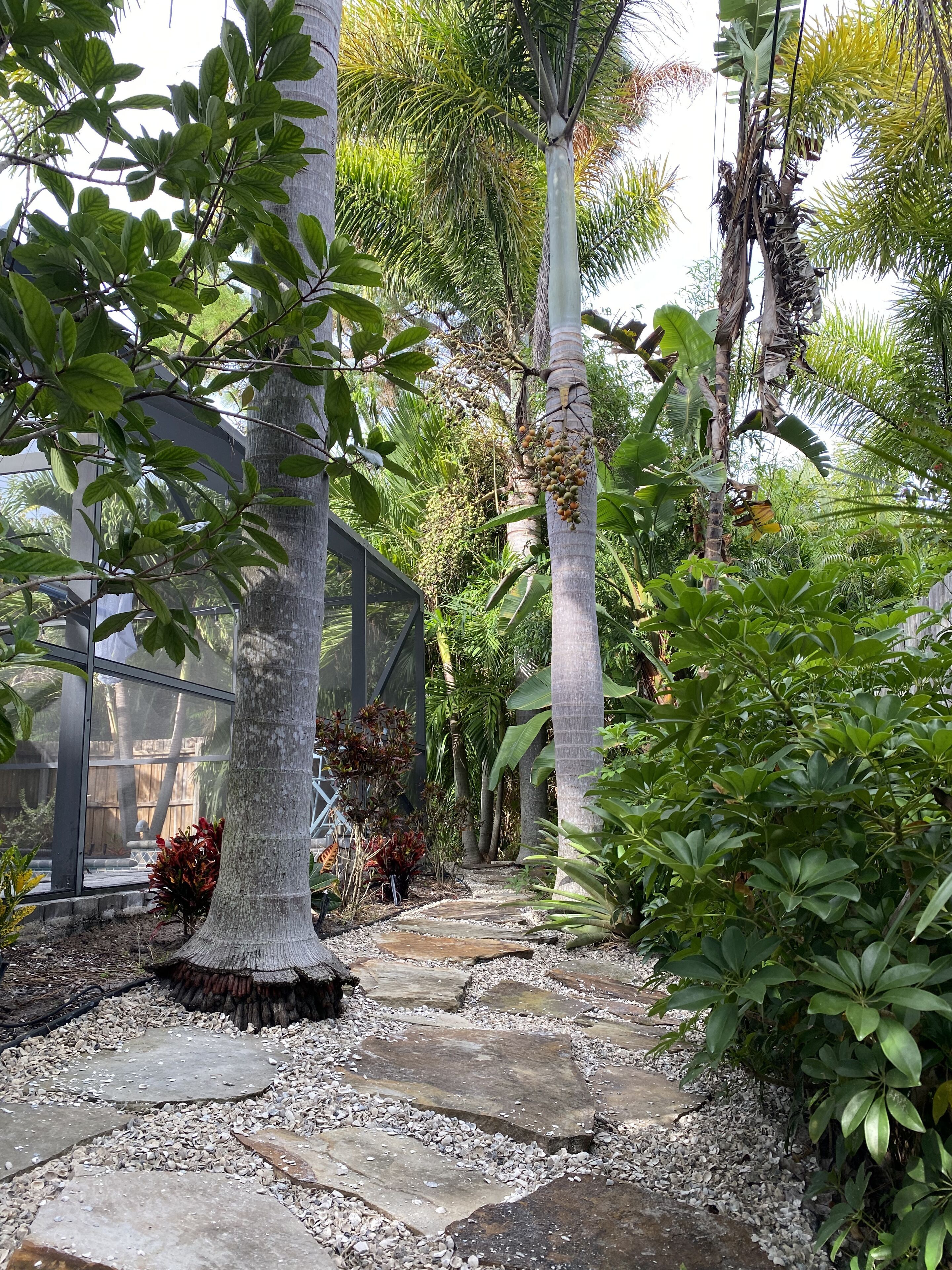 Lush backyard vegetation