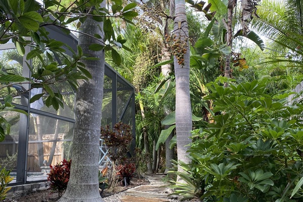 Lush backyard vegetation