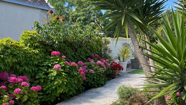 Een tuinpad met verschillende planten en bloemen.