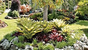 Ein Garten mit verschiedenen Pflanzen und einer Palme.